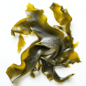 kelp algae